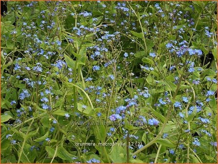 Brunnera macrophylla | Kaukasische vergeet-mij-nietje