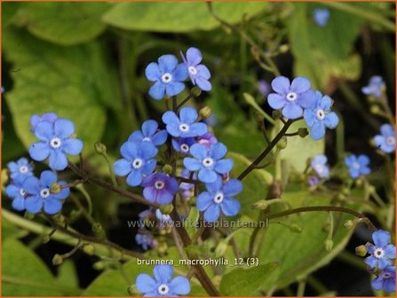 Brunnera macrophylla | Kaukasische vergeet-mij-nietje