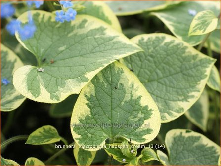 Brunnera macrophylla &#039;Hadspen Cream&#039; | Kaukasische vergeet-mij-nietje