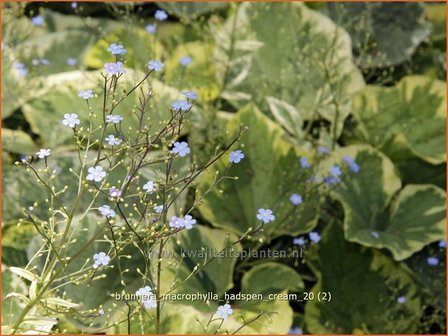 Brunnera macrophylla &#039;Hadspen Cream&#039; | Kaukasische vergeet-mij-nietje