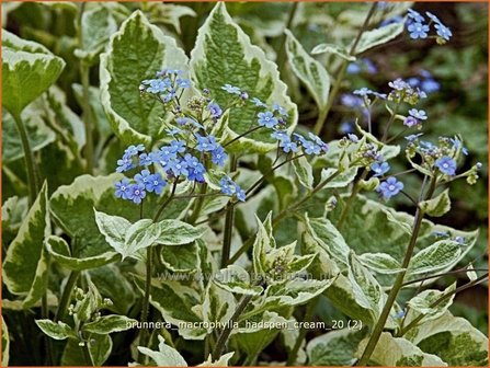 Brunnera macrophylla &#039;Hadspen Cream&#039; | Kaukasische vergeet-mij-nietje