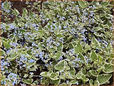 Brunnera macrophylla &#039;Hadspen Cream&#039; | Kaukasische vergeet-mij-nietje