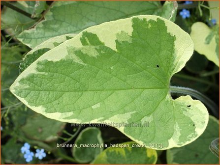 Brunnera macrophylla &#039;Hadspen Cream&#039; | Kaukasische vergeet-mij-nietje