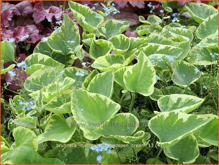 Brunnera macrophylla &#039;Hadspen Cream&#039; | Kaukasische vergeet-mij-nietje