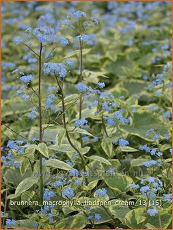 Brunnera macrophylla &#039;Hadspen Cream&#039; | Kaukasische vergeet-mij-nietje