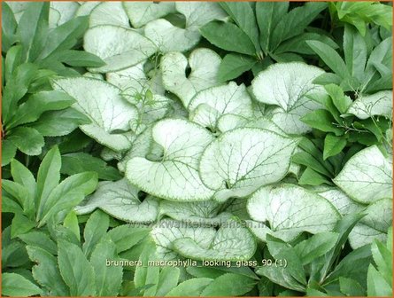 Brunnera macrophylla &#039;Looking Glass&#039; | Kaukasische vergeet-mij-nietje