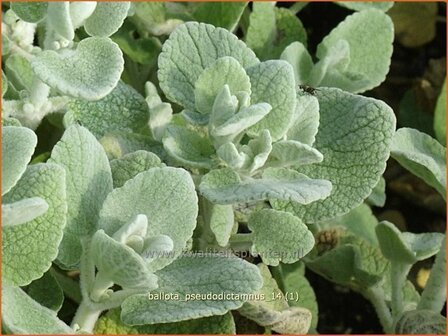 Ballota pseudodictamnus | Valse vuurwerkplant