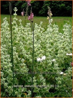 Ballota pseudodictamnus | Valse vuurwerkplant