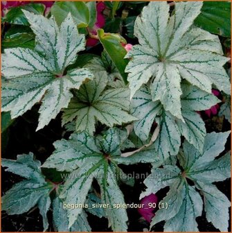 Begonia 'Silver Splendour' | Begonia