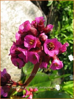 Bergenia cordifolia &#039;Purpurea&#039; | Schoenlappersplant, Olifantsoren