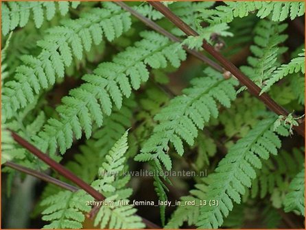 Athyrium filix-femina &#039;Lady in Red&#039; | Wijfjesvaren