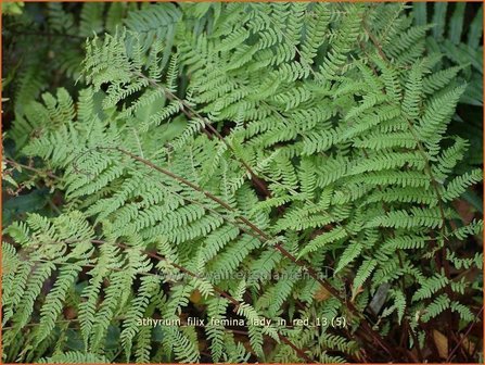 Athyrium filix-femina &#039;Lady in Red&#039; | Wijfjesvaren