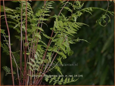 Athyrium filix-femina &#039;Lady in Red&#039; | Wijfjesvaren