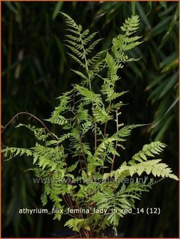 Athyrium filix-femina &#039;Lady in Red&#039; | Wijfjesvaren