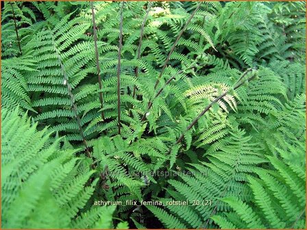 Athyrium filix-femina &#039;Rotstiel&#039; | Wijfjesvaren