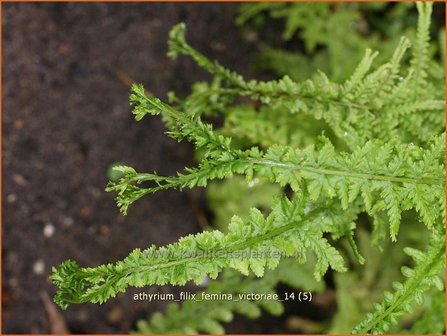 Athyrium filix-femina &#039;Victoriae&#039; | Wijfjesvaren