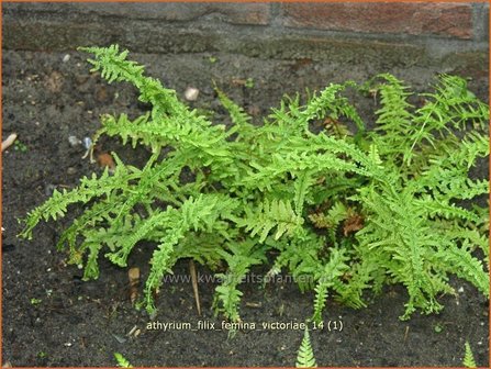 Athyrium filix-femina &#039;Victoriae&#039; | Wijfjesvaren