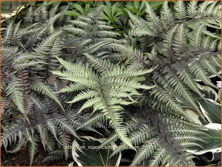 Athyrium niponicum &#039;Metallicum&#039; | Japanse regenboogvaren