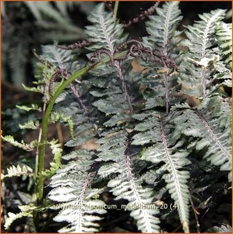 Athyrium niponicum 'Metallicum' | Japanse regenboogvaren