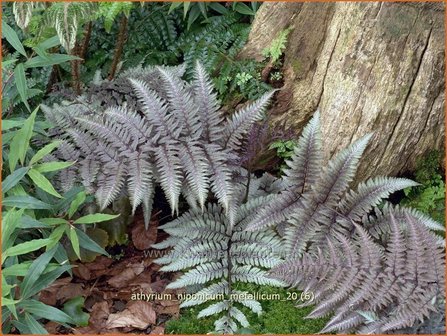 Athyrium niponicum &#039;Metallicum&#039; | Japanse regenboogvaren