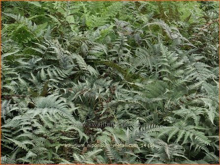 Athyrium niponicum 'Metallicum' | Japanse regenboogvaren