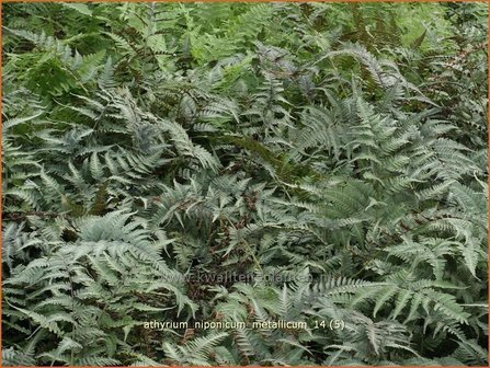 Athyrium niponicum &#039;Metallicum&#039; | Japanse regenboogvaren