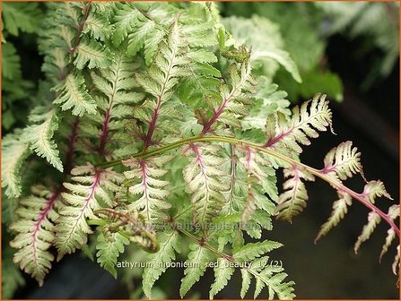 Athyrium niponicum &#039;Red Beauty&#039; | Japanse regenboogvaren