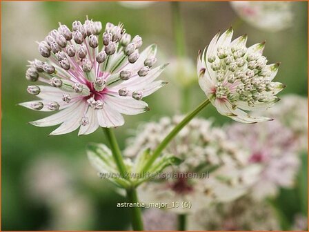 Astrantia major | Zeeuws knoopje