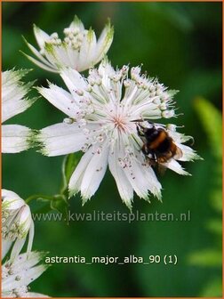 Astrantia major 'Alba' | Zeeuws knoopje