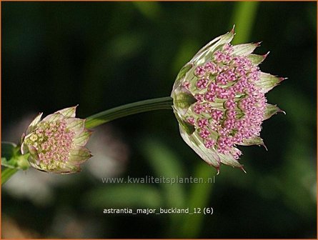 Astrantia major &#039;Buckland&#039; | Zeeuws knoopje