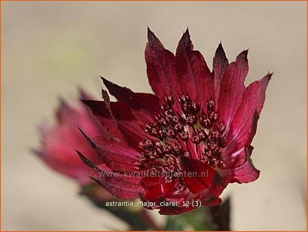 Astrantia major &#039;Claret&#039; | Zeeuws knoopje