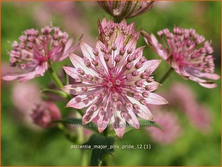 Astrantia major &#039;Pink Pride&#039; | Zeeuws knoopje