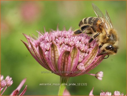 Astrantia major &#039;Pink Pride&#039; | Zeeuws knoopje