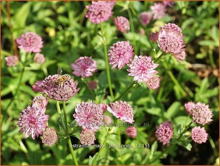 Astrantia major &#039;Pink Pride&#039; | Zeeuws knoopje