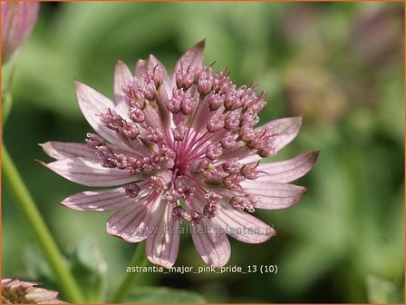 Astrantia major &#039;Pink Pride&#039; | Zeeuws knoopje