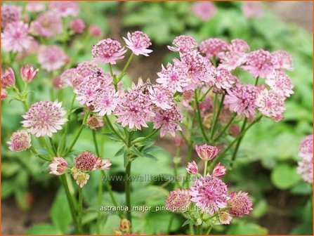 Astrantia major &#039;Pink Pride&#039; | Zeeuws knoopje