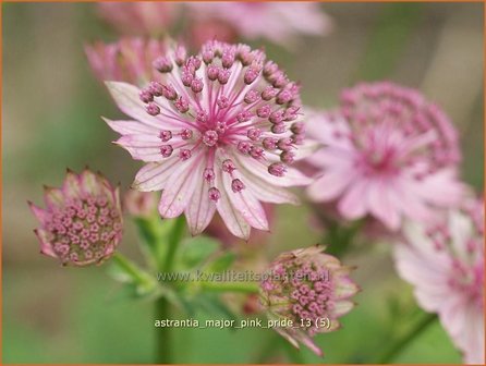 Astrantia major &#039;Pink Pride&#039; | Zeeuws knoopje