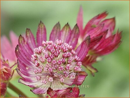 Astrantia major 'Primadonna' | Zeeuws knoopje