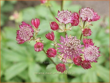 Astrantia major 'Primadonna' | Zeeuws knoopje