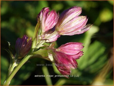 Astrantia major 'Primadonna' | Zeeuws knoopje