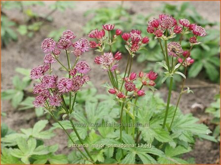 Astrantia major 'Primadonna' | Zeeuws knoopje
