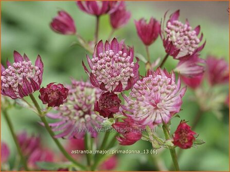 Astrantia major 'Primadonna' | Zeeuws knoopje