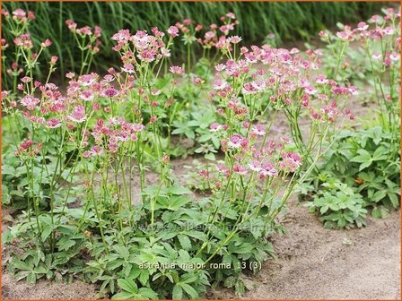 Astrantia major &#039;Roma&#039; | Zeeuws knoopje, Groot sterrenscherm | Gro&szlig;e Sterndolde