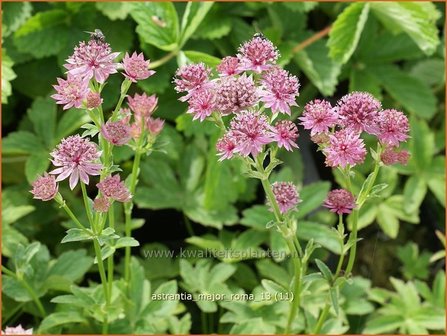 Astrantia major &#039;Roma&#039; | Zeeuws knoopje, Groot sterrenscherm | Gro&szlig;e Sterndolde