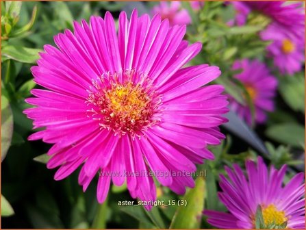 Aster &#039;Starlight&#039; | Aster | Aster