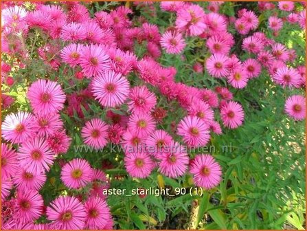 Aster &#039;Starlight&#039; | Aster | Aster