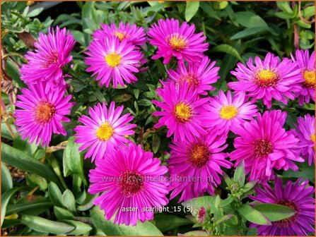 Aster &#039;Starlight&#039; | Aster | Aster