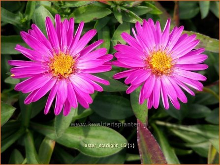 Aster &#039;Starlight&#039; | Aster | Aster