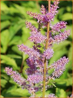 Astilbe &#039;Amethyst&#039; | Spirea