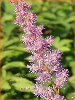 Astilbe &#039;Amethyst&#039; | Spirea